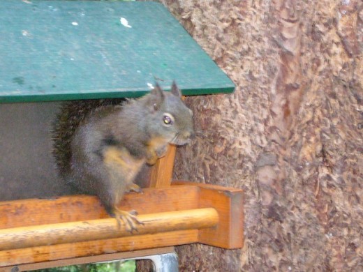 Here's one of those pesky squirrels!