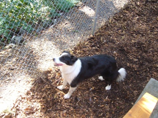 11:30 am - Back to Squirrel Patrol