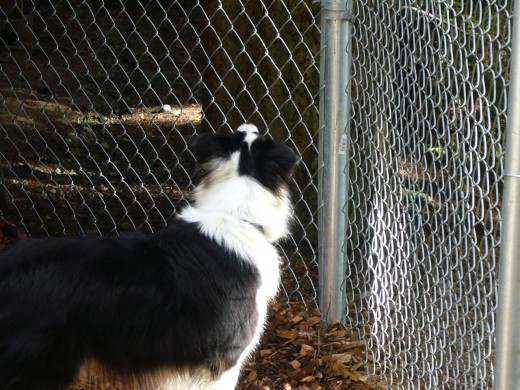Squirrel!!