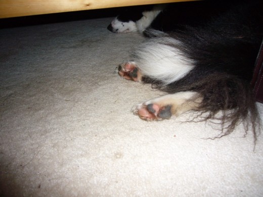 Noon - Time to take a nap under the bed