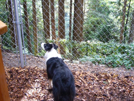 12:30 pm - Squirrel!!!