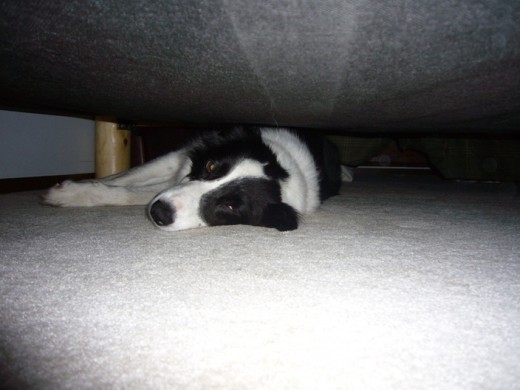 1 pm - Where's Tim? - Taking another snooze under the bed