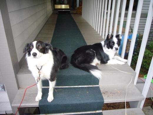 2 pm - Sitting on the front porch with Skye watching Dad wash his truck