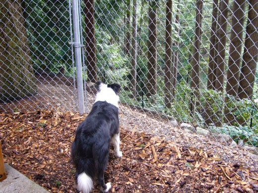 2:45pm - Squirrel!!!