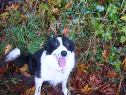 Tim the Border Collie