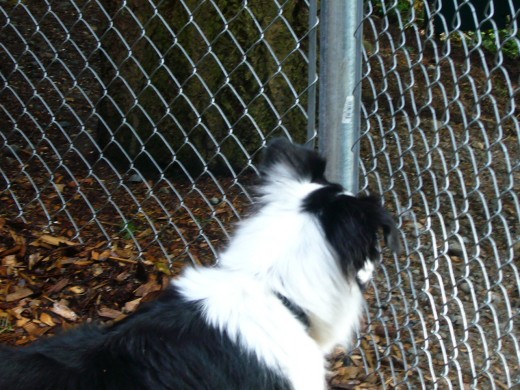 4:30 pm - Squirrel!!!