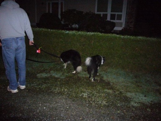 An evening walk before bedtime