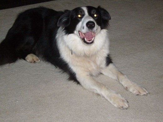 Smiling Border Collie