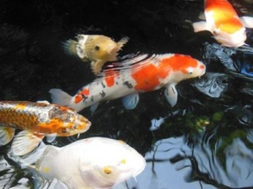 More Beautiful Koi