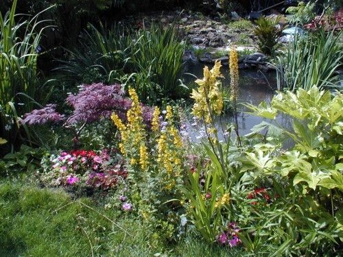 My own garden with flowers and shrubs around a pond.