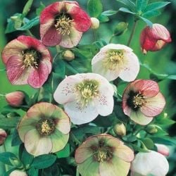 Scroll down for information about the Lenten Roses (Helleborus) shown above.