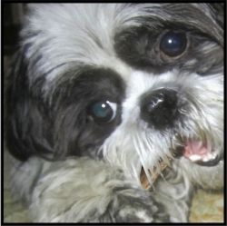 Nietzsche chomping on an Elk Antler © 2012-15 CJS. All Rights Reserved.