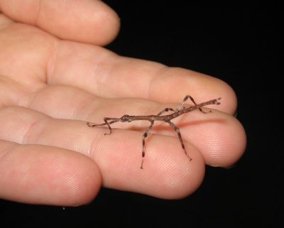 baby walking stick insect
