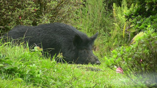 Photo of a big black wild pig spotted on the way into Hilo from Saddle Road by Troy McKaskle 