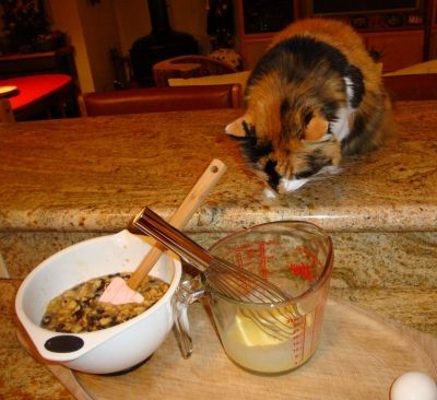 A minor interruption --- Mali, our calico cat, smells something good.
