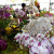 Orchid Vendor Booth at Hilo FM