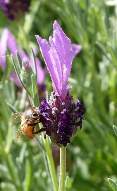 Bee gathering pollen from a lavender bush in my garden
