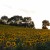 Sunflower fields around Issel