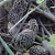 When they first sprout, black morels have a grayish appearance, and are often called "grays." Michael Kensinger. Licensed by Creative Commons 2.0. When they first sprout, black morels have a grayish appearance, and are often called "grays." Michael Kensinger. Licensed by Creative Commons 2.0.