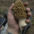 G.P Macklin's photo of a golden morel (morchella esculenta) shows that they can grow to be quite large. CC 2.0 license. G.P Macklin's photo of a golden morel (morchella esculenta) shows that they can grow to be quite large. CC 2.0 license.