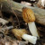 Half morels, as shown in this photo by Michael Kensington, are reputed to be of lower quality and flavor, but still edible. Their caps show some skirting around the stem and can be confusing for beginners because they look similar to verpas, which ha Half morels, as shown in this photo by Michael Kensington, are reputed to be of lower quality and flavor, but still edible. Their caps show some skirting around the stem and can be confusing for beginners because they look similar to verpas, which ha
