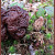 Morel hunter Kristy knows to avoid the brainy-looking beefsteak. She discovered this one right next to what appeared to be a blond morel, but to be on the safe side, she waited a few days to make sure the blonder mushroom didn't change color or chang Morel hunter Kristy knows to avoid the brainy-looking beefsteak. She discovered this one right next to what appeared to be a blond morel, but to be on the safe side, she waited a few days to make sure the blonder mushroom didn't change color or chang