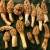 These goldens were found on slightly damp ground in a public area that looked a bit trashy but had the kind of trees we wanted. These goldens were found on slightly damp ground in a public area that looked a bit trashy but had the kind of trees we wanted.