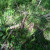 A look at the ground where they were found. I should have snapped a photo first, but I didn't think of it until it was too late. A look at the ground where they were found. I should have snapped a photo first, but I didn't think of it until it was too late.