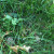 Morels often grow close together. Can you spot the group of three we found in the grass? Morels often grow close together. Can you spot the group of three we found in the grass?