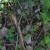 Another look at the still sprouting morel, this time from a distance. This is what you'll see if you're hunting for them. Another look at the still sprouting morel, this time from a distance. This is what you'll see if you're hunting for them.