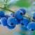 BLUEBERRY BLUEBERRY
