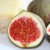 FIGS FIGS