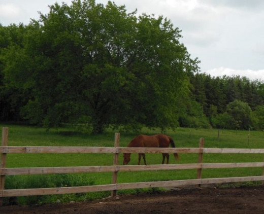 A lot goes into pasture maintenance to keep it alive and healthy.