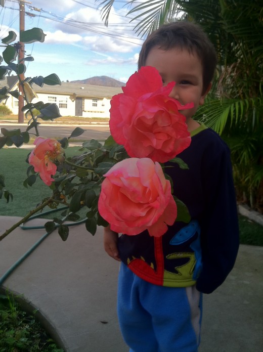 Soon enough they learn that the rose has thorns on it's stem. This boy loves to pick them for his mommy.