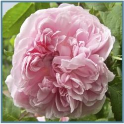 My Victorian Garden in Summer: Growing Heirloom and Old-Fashioned Roses