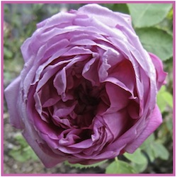 My Victorian Garden in Summer: Growing Heirloom and Old-Fashioned Roses
