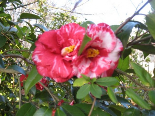 Beautiful Camellias | HubPages