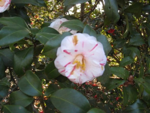 Camellia