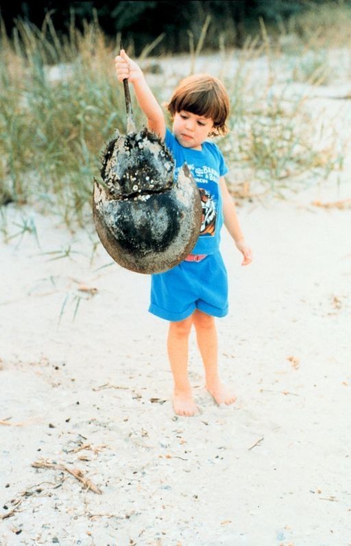 Young boy naturalist holding his prize, a horseshoe crab shell
