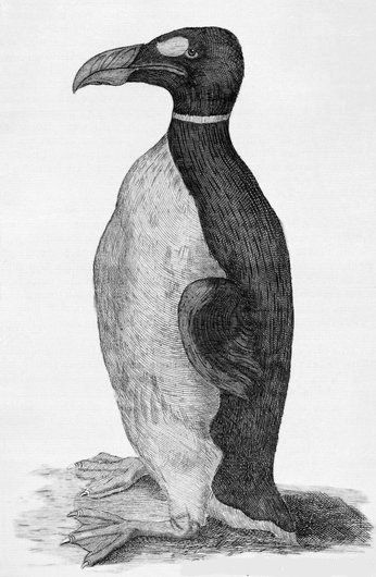 The Great Auk