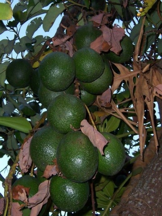 Avocados growing on a tree