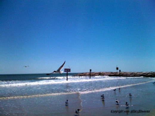 Birds are fellow travelers at Galveston beach (copyright 2010 Vikk Simmons)
