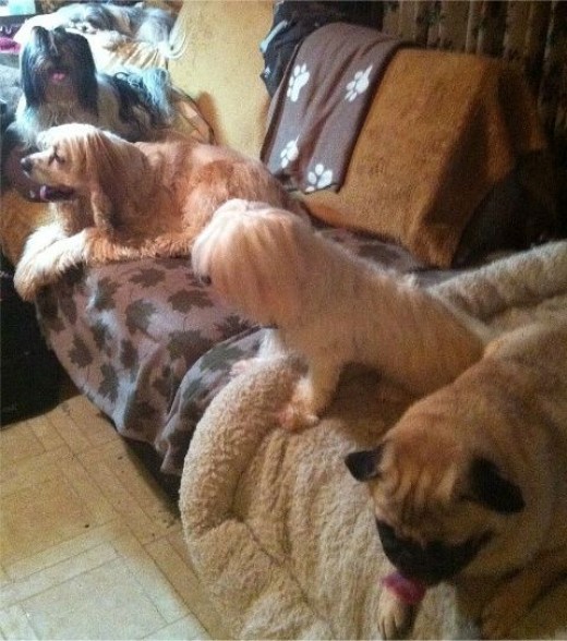 Reading about dogs storytime with part of my pack.