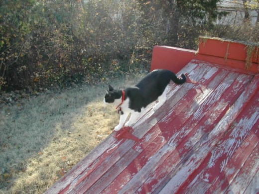 For her first several years with us, she was allowed to go outside.