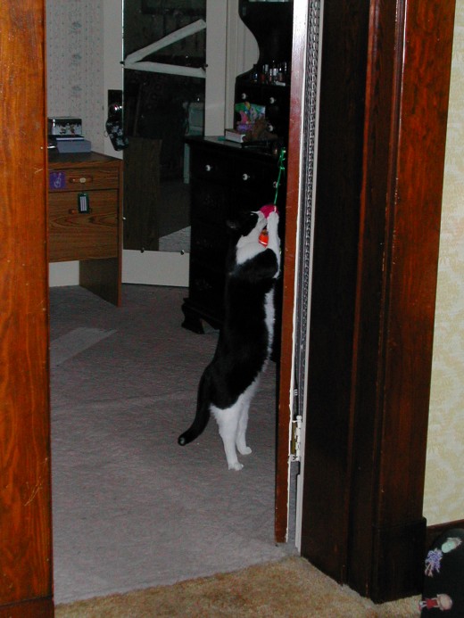 Playing with a toy hanging from the door knob.