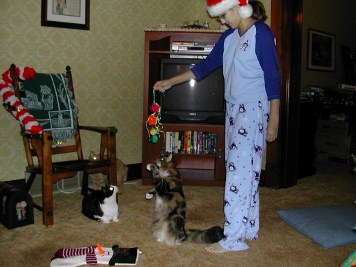 A young Nellie.  Christmas, 2002.