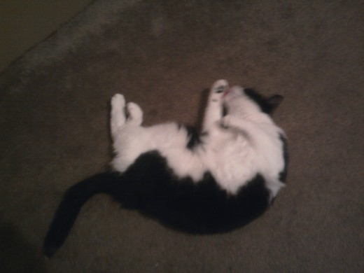 She was having a great time rolling about on the rug!