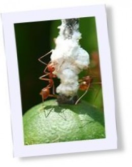 ants, weaver ants