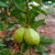 Guava plant 