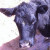 Hoedown needs a cow. Hoedown needs a cow.